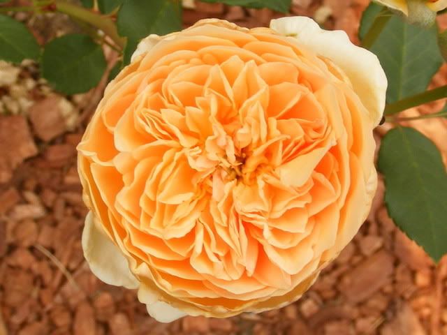 Crown Princess Margareta
